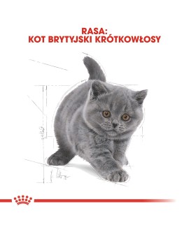 Royal Canin FBN British Shorthair Kitten - sucha karma dla kociąt - 2 kg