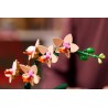 LEGO ICONS 10343 Botanicals - Mała orchidea