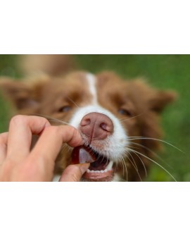 GELOREN Small Dog Suplement dla psa - 180g