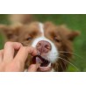 GELOREN Small Dog Suplement dla psa - 180g