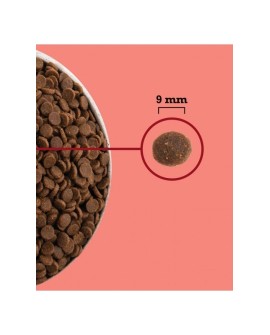 ACANA Highest Protein Indoor Cat 4,5kg