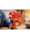 LEGO BOTANICALS 10348 JAPANESE RED MAPLE BONSAI TREE