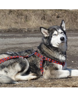 DINGO smycz "Winnetou" szer. 2,5 x 120-220 cm przepinana z taśmy polipropylenowej czarna