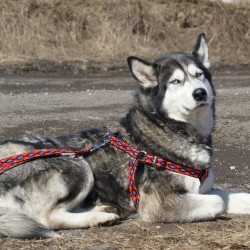 DINGO smycz "Winnetou"...